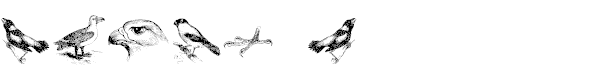 birds a