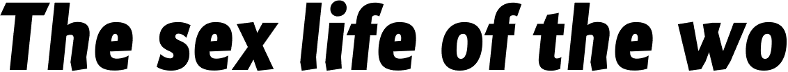 Maya Samuels Bold Italic