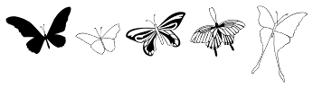 Swallowtail Butterflies